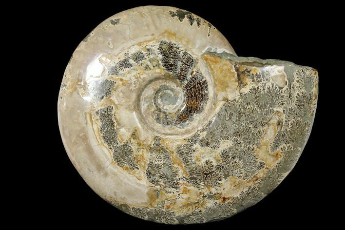 Polished Ammonite (Cleoniceras) Fossil - Madagascar #133175